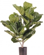 Ficus Lyrata deluxe 70cm UV safe